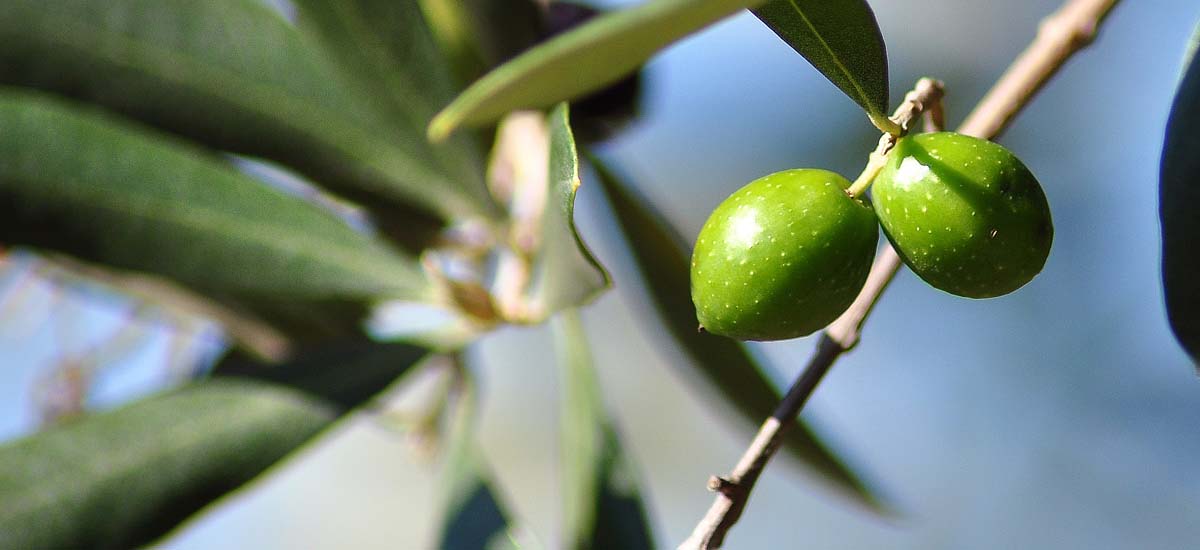 Tuscan-olives