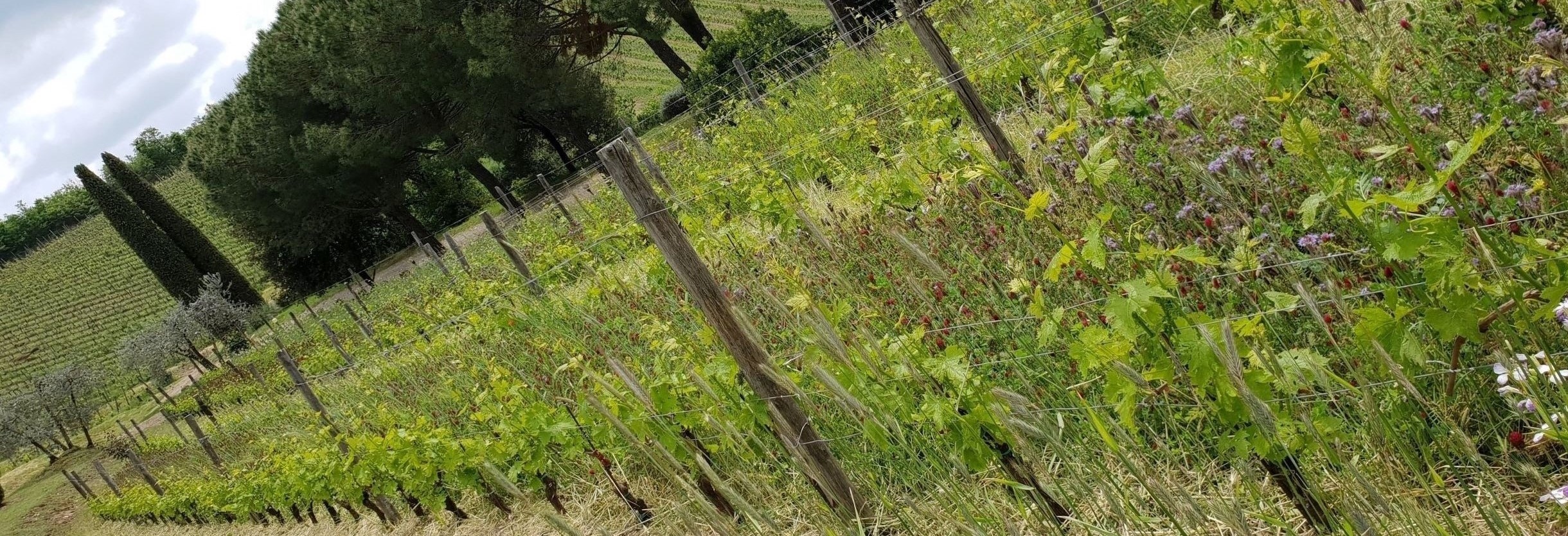 agricoltura biologica-fattoria-di-montemaggio