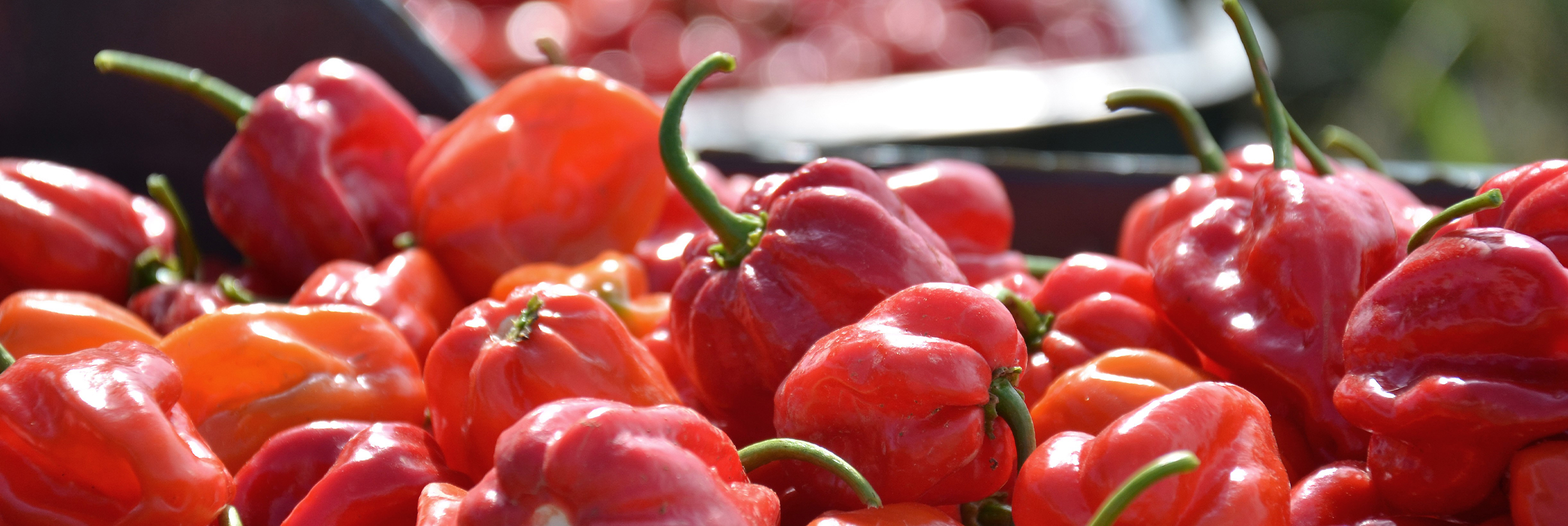 chili-varieties 