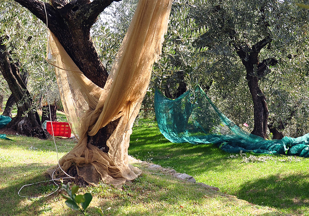 olive-harvest