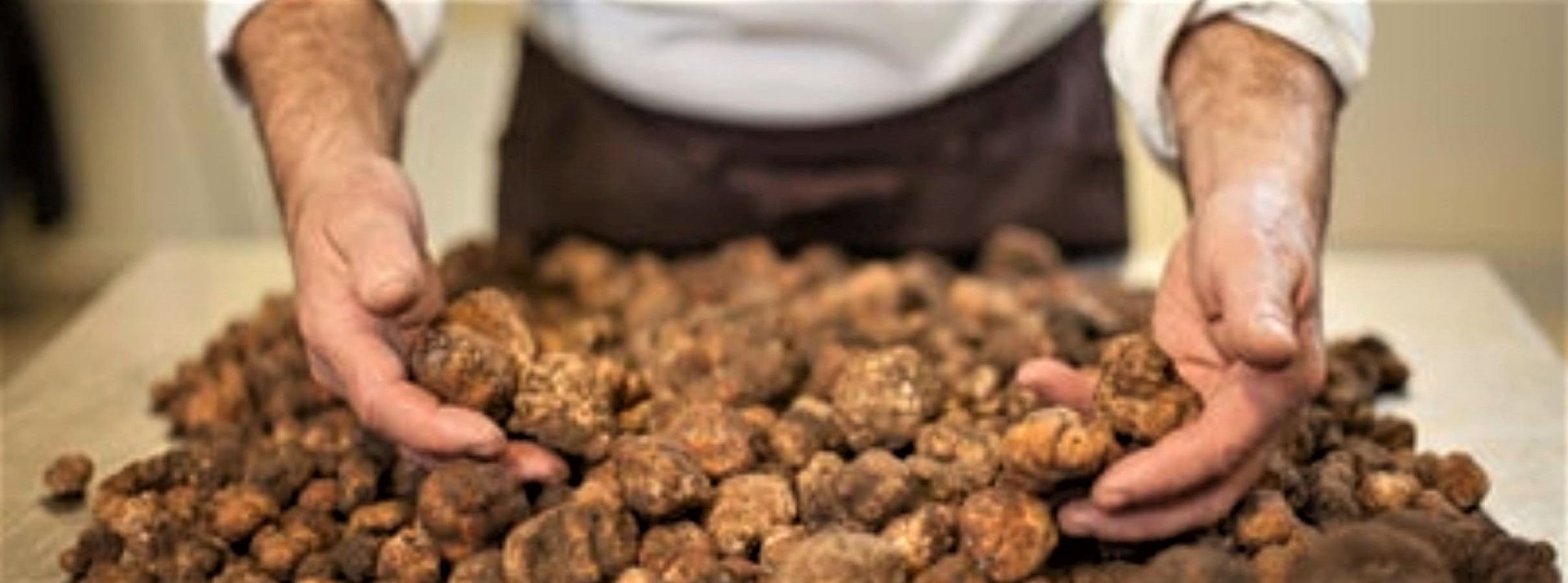 truffle-experience